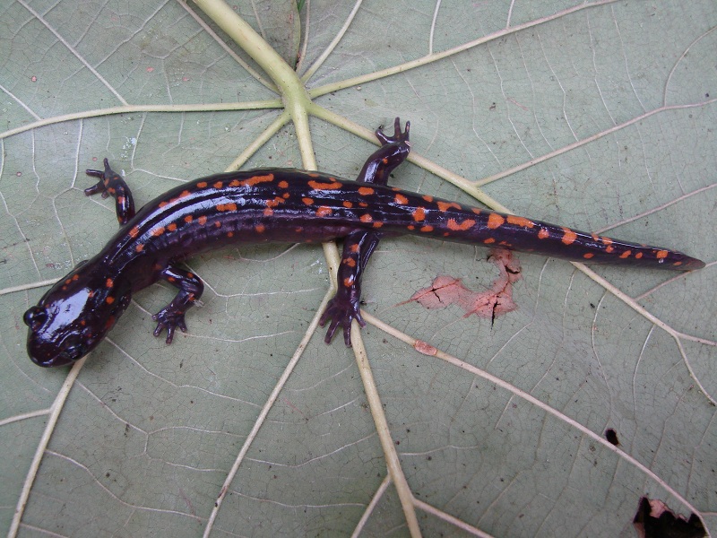 贵州拟小鲵Pseudohynobius guizhouensis Li,Tian Gu